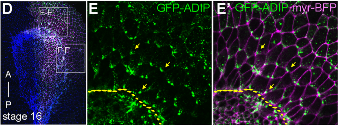 牛津儀器Andor超大靶面、超靈敏sCMOS 相機