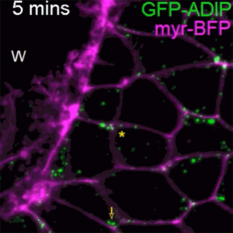 牛津儀器Andor超大靶面、超靈敏sCMOS 相機 牛津儀器Andor超大靶面、超靈敏sCMOS 相機
